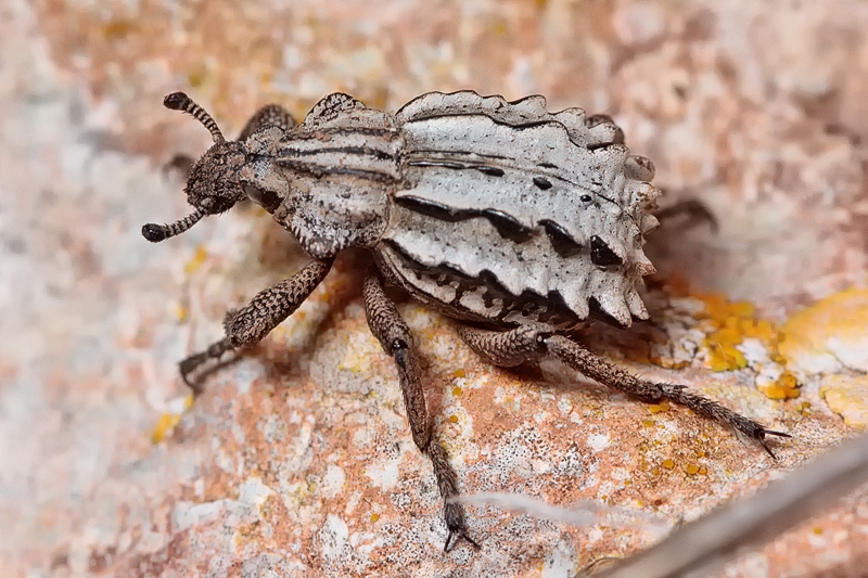 Brachycerus albidentatus